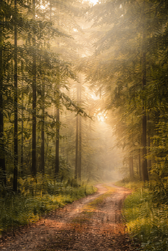 Bewusstes Reisen mit Familie – ruhiger Weg durch den Wald